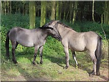 TR1763 : Konik horses at Wildwood Discovery Park by Oast House Archive