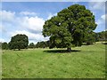 Trees in Berrington Park