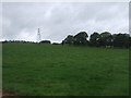 Grazing and pylon near Black Andrew Plantation