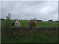 Horses, Glendearg