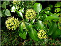 Ivy plant, Scarvagherin