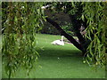 A swan rests on the lawn by St Mary