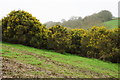 Gorse in a Field