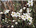 Blackthorn Flowers