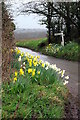 Daffodils at the Junction