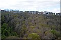 Wooded valley by Polperro Rd