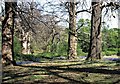 The old road through Brickwall Deer Park, Northiam