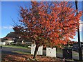 A cherry tree outside the Cherry Tree