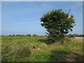 Cover crop on Mill Common