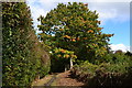 Oak tree with first autumnal leaves