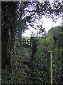 Footpath in Hangingcliff Wood