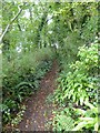 Footpath into Hangingcliff Wood