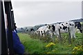 NT9238 : Cows by the railway near Etal by Jim Barton