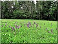 Green-winged orchids on Bourne Farm, Salehurst