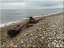 NJ3465 : Driftwood on the beach, Spey Bay by Richard Sutcliffe