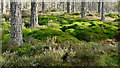 NH5753 : Transition in Monadh Mòr bog forest by Julian Paren