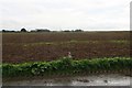 Docks, hogweed and arable next to drive to Northwold Farm between Bonby Top and Worlaby