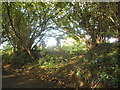 Hedgerow on Lanterns Lane, Aston End