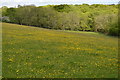 TQ5642 : Buttercup meadow by N Chadwick