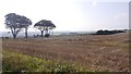 Harvested field above Lunan Bay