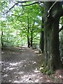 Old track, now a path in Hay Wood