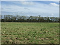 Grassland towards Trap Lane