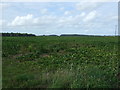 Crop field off Fakenham Road