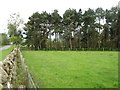 Field and plantation at Rosley