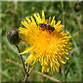 Hoverfly on Hawk....