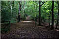 Ayot Greenway in Shepherdspark Woods