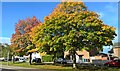 Trees on Garibaldi Road, Clipstone