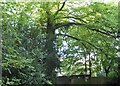 Tree on the corner of Dene Lane, Aston