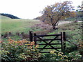 Llwybr Ceffyl Fronwen / Fronwen Bridleway