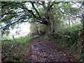 Llwybr Bryngwnfel / Bryngwnfel Path