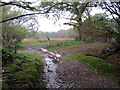 Llwybr Bryngwnfel / Bryngwnfel Path