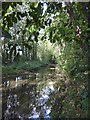 The Hogsmill River: view upstream