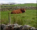 A bull at rest