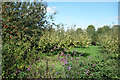 Flowers by the orchard