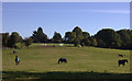 Field off Dorney Wood Road