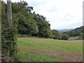 Field by Castle Wood, Cadbury