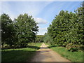 Track in Clipstone Forest