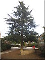 Fir tree in Barham Park, Sudbury