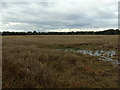 Bedford Moss to the railway