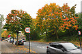 Autumn colours in Shirehampton