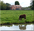 Pony next to the Ashby Canal