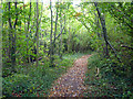 Path, Larkey Valley Wood