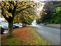 Fallen leaves along Old Mountfield Road, Omagh