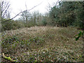 Neglected area off Totteridge Common