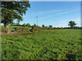 Pasture field east of Pentre-isaf farm