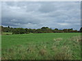 Grazing south of Willslock